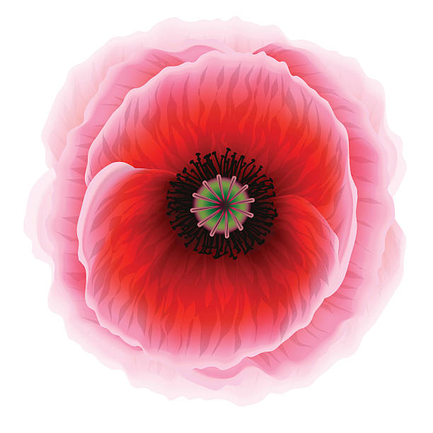 красный цветок мака на белом фоне - stem poppy fragility flower stock illustrations