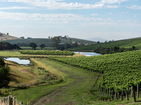 Vineyards in the Yarra Valley