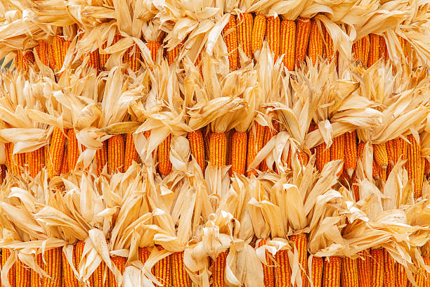 Harvested Corn Drying