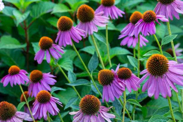 Purple coneflowers blooming before dusk