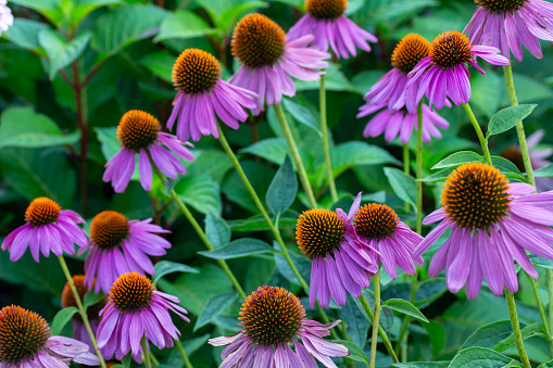 This image shows a full frame texture background of purple coneflowers (echinacea purpurea) blooming in a sunny butterfly garden in early evening before dusk.