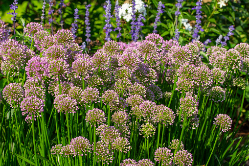 This image shows a texture background view of beautiful allium flowers, blooming in a sunny garden in early evening before dusk.