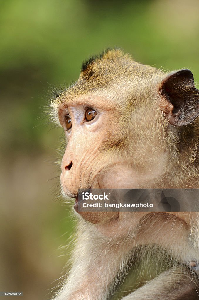 Macaco mongkey en primer plano - Foto de stock de Animal libre de derechos