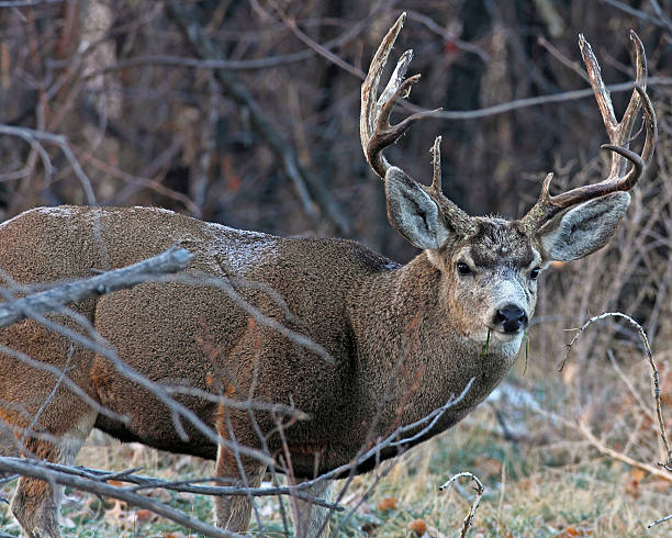 istock Adult Mule Deer Buck 159120858