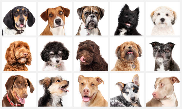 istock Set of dog head shots looking at camera on white background. 1591209626