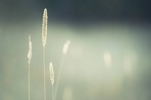 Dry grass in a forest at sunset. Macro image, shallow depth of field. Abstract autumn nature background