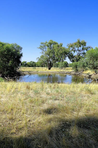 istock Lower Moira, Victoria, Australia 1591210303