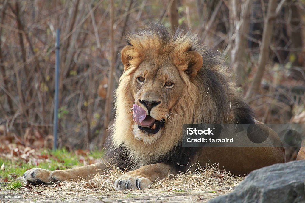 Lion Licks su costillas - Foto de stock de Parque para la Conservación de la Vida Salvaje de Nueva York libre de derechos