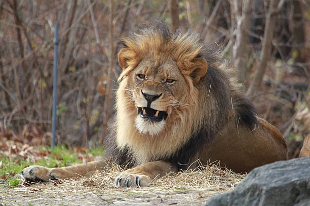 growling leão - international wildlife conservation park imagens e fotografias de stock