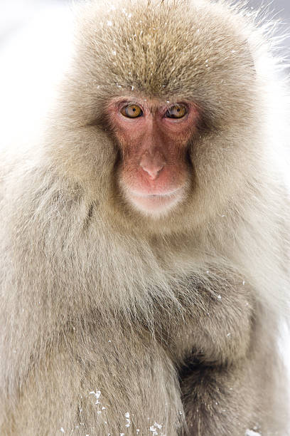istock Portrait of a snow monkey 159122065