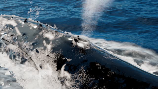 Humpback whale breaths steam
