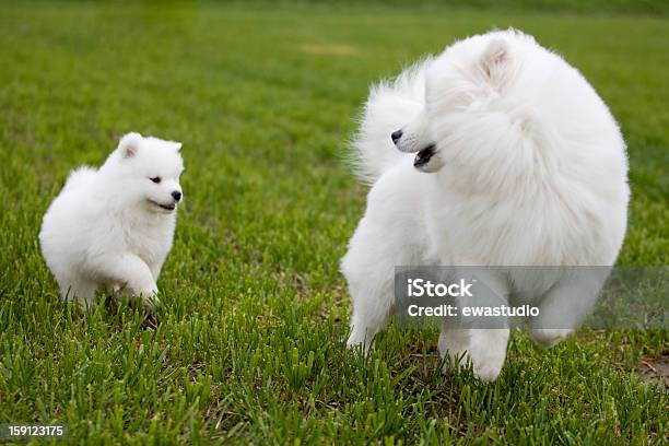 サモエド犬犬 - そり犬のストックフォトや画像を多数ご用意 - そり犬, イヌ科, カラー画像