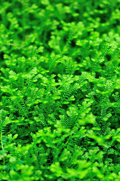 istock green selaginella uncinata 159123691