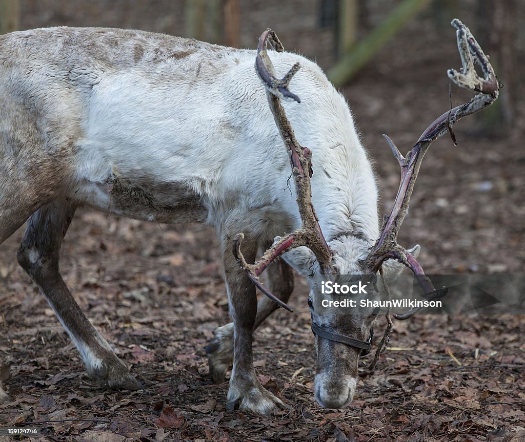 Reno antlers - Foto de stock de Aire libre libre de derechos