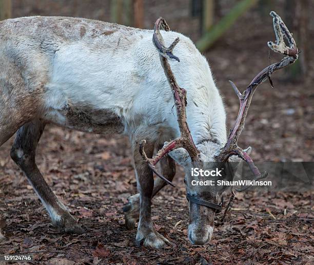 Reno Antlers Foto de stock y más banco de imágenes de Aire libre - Aire libre, Animal, Arnés