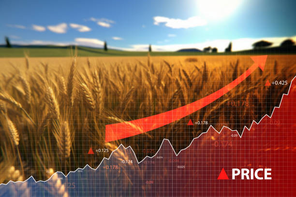 istock Rise in wheat prices with diagram and wheat field 1591249426