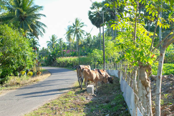 istock Cows eating grass in the countryside 1591250501