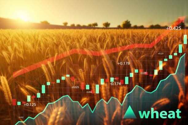 istock Wheat field in countryside in sunny day with graph 1591252603