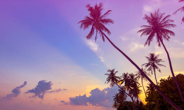 istock Summer with colorful theme as palm trees background as texture frame background 1591252609