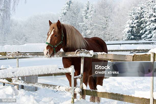 Foto de Cavalo No Inverno e mais fotos de stock de Animal - Animal, Beleza, Cabeça de animal