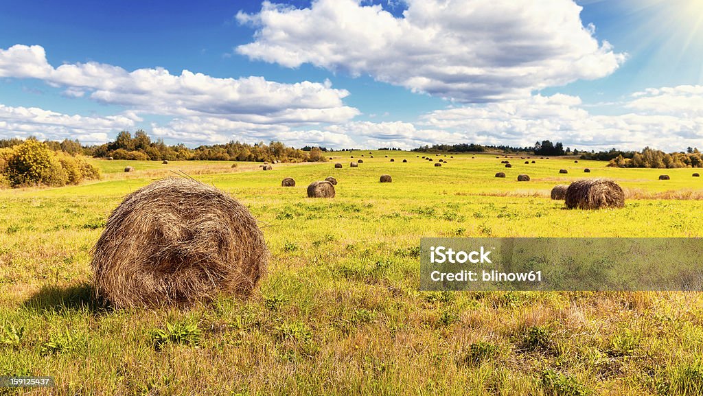 Hay on field bajo cielo azul en día de verano - Foto de stock de Agricultura libre de derechos