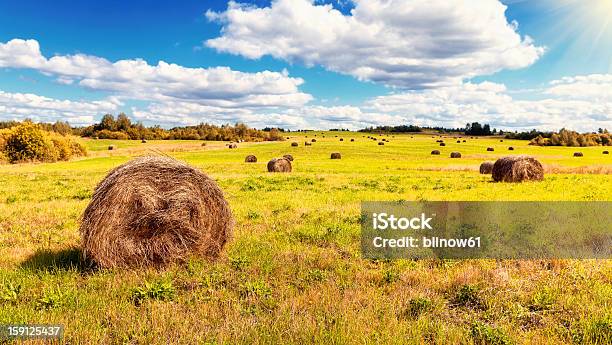 干し草に青い空の下の夏の一日 - 乾燥のストックフォトや画像を多数ご用意 - 乾燥, 写真, 収穫する