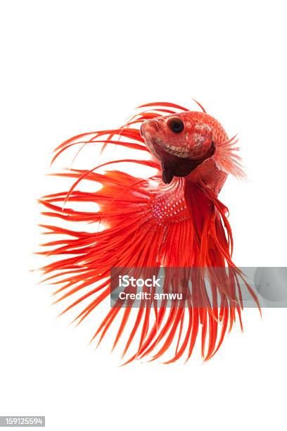 Beta Splendens - Fotografias de stock e mais imagens de Agressão - Agressão, Animal, Animal de Estimação