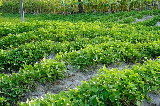 Green leaves of sweet potato in plantation ready for harvest