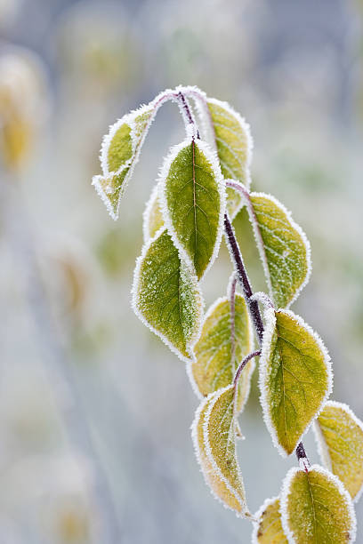 istock Frosty colourfull autumn leaves 159126856