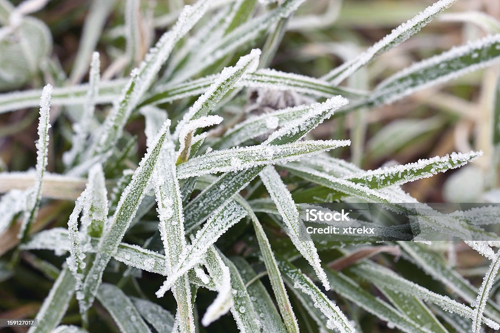 Nahaufnahme der frosty Gras - Lizenzfrei Abstrakt Stock-Foto