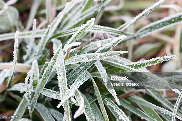 Zbliżenie Z Kawiarni Frosty Grass - zdjęcia stockowe i więcej obrazów Abstrakcja - Abstrakcja, Bez ludzi, Bliskie zbliżenie