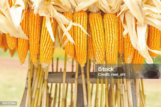 Corn Bunte Stockfoto und mehr Bilder von Landwirtschaftsmesse - Landwirtschaftsmesse, Maiskolben, Agrarbetrieb