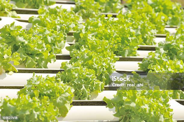 Hidropónica Horta - Fotografias de stock e mais imagens de Agricultura - Agricultura, Alface, Ao Ar Livre