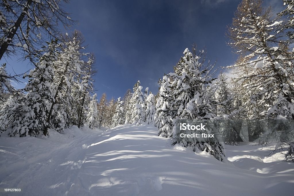 Ampio angolo vista di larici legno in inverno - Foto stock royalty-free di Abete