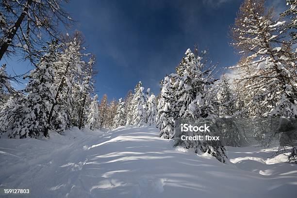 Ampio Angolo Vista Di Larici Legno In Inverno - Fotografie stock e altre immagini di Abete - Abete, Alpi, Ambientazione esterna