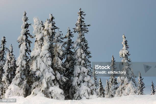 Hohen Schneebedeckten Norwegen Spruce Trees In Ski Track In Norwegen Stockfoto und mehr Bilder von Abenddämmerung