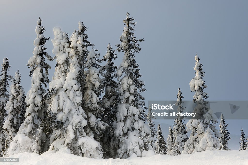 Alto cobertas de neve Abeto da Noruega árvores ao longo da Pista de esqui na Noruega - Royalty-free Anoitecer Foto de stock