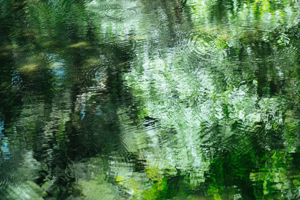 水面に映る森のイメージ
