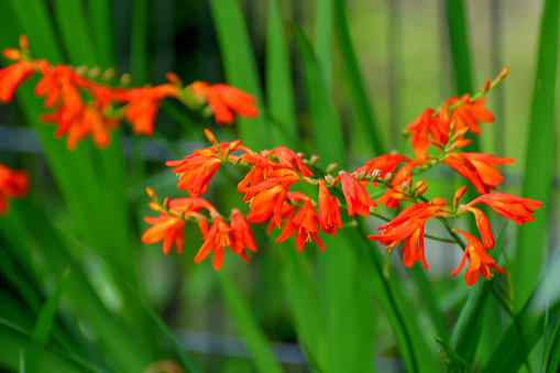Crocosmia, commonly called Montbretia, is a flowering plant in the iris family, Iridaceae. It produces decorative slumps of sword-shaped leaves and brilliant wands of fiery red and orange tubular flowers on a horizontally branched stem. The flowers are bloom from early summer to autumn. The flower is hermaphrodite and pollinated by insects, birds and by the wind.