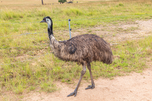 Photograph of a large adult emu on a dirt track in The Central Tablelands of New South Wales in Australia.