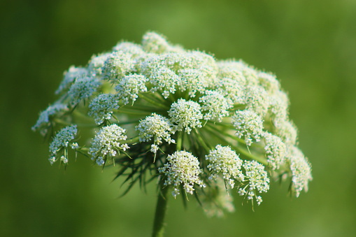 Carrot flower. Two-year-old carrots have bloomed, soon the seeds will be ready for harvest.