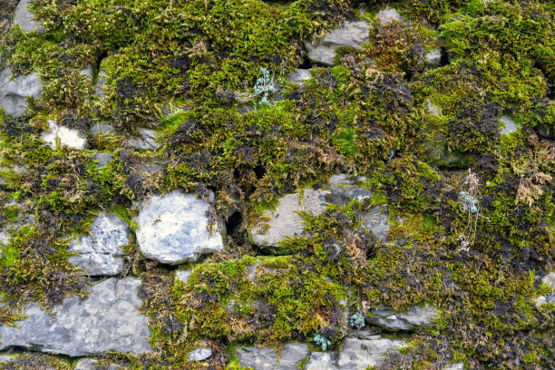 istock Stonewall, stone floor with small plant and green moss background texture, Epirus Greece. 1591324652