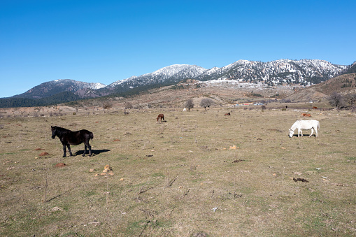 Horse herd grazing at Epirus nature, destination Greece. Free wild mammal animal at field winter day. Blue sky snowy mountain peak background.