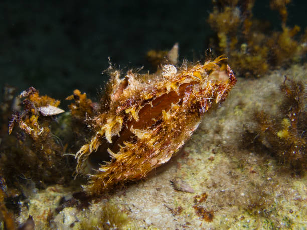 istock Gulf pearl oyster from Cyprus 1591330930
