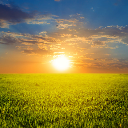 green rural field at the sunset, summer agricultural scene