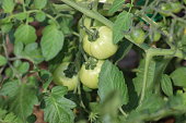 Green tomatoes ripen on the vine in July