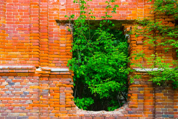 red brick with tree in window, abandoned ruined building scene