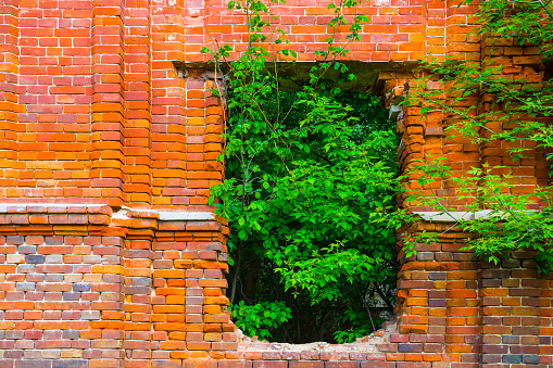 red brick with tree in window, abandoned ruined building scene