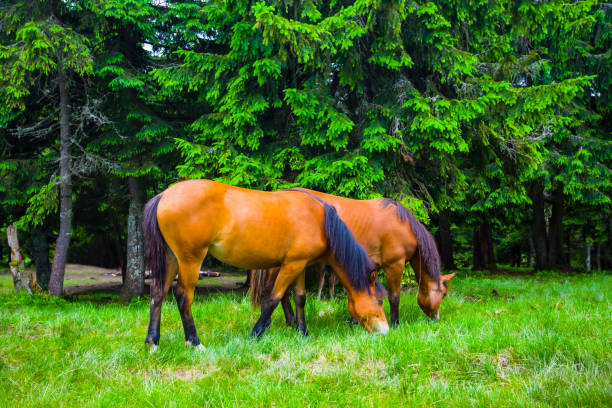 istock brown horses graze on green forest glade 1591336778