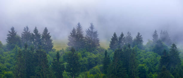 istock green fir forest in misty mountain valley 1591336779